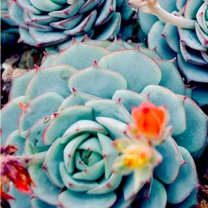 Meet your Posher, Cam